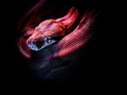 Sea snakes redevelop their ability to see colours: Study | Sea snakes redevelop their ability to see colours: Study Sea snakes redevelop their ability to see colours: Study | Sea snakes redevelop their ability to see colours: Study
