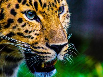 Genetic, isotopic analysis provides approach for wildlife conservation purposes: Study | Genetic, isotopic analysis provides approach for wildlife conservation purposes: Study Genetic, isotopic analysis provides approach for wildlife conservation purposes: Study | Genetic, isotopic analysis provides approach for wildlife conservation purposes: Study