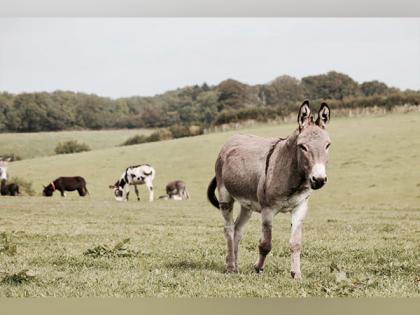 Impacts of climate change on animals will be multi-faceted: Study | Impacts of climate change on animals will be multi-faceted: Study Impacts of climate change on animals will be multi-faceted: Study | Impacts of climate change on animals will be multi-faceted: Study