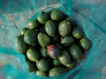 Bhutan: Farmers of Gomdar Gewog turn to Avocado cultivation as alternative source of income | Bhutan: Farmers of Gomdar Gewog turn to Avocado cultivation as alternative source of income