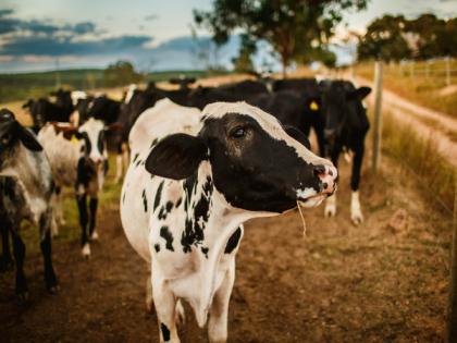 Most milk alternatives lack nutritional value of cow's milk: Study | Most milk alternatives lack nutritional value of cow's milk: Study Most milk alternatives lack nutritional value of cow's milk: Study | Most milk alternatives lack nutritional value of cow's milk: Study