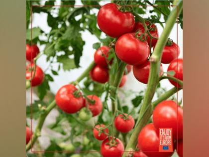 Tomayto, Tomahto: The Perfect Match for Every Occasion | Tomayto, Tomahto: The Perfect Match for Every Occasion