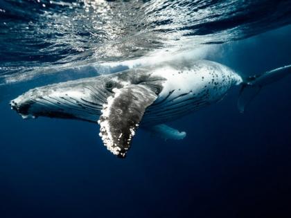 Over 50 whales die in mass stranding event in Western Australia | Over 50 whales die in mass stranding event in Western Australia