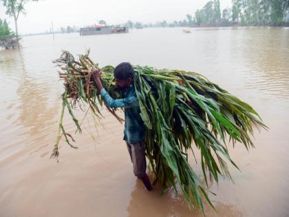 With rain and heavy floods, farmers' struggle with crop loss continue in Punjab | With rain and heavy floods, farmers' struggle with crop loss continue in Punjab