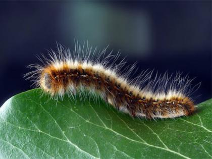 Scientists revive worm frozen 46,000 years ago | Scientists revive worm frozen 46,000 years ago Scientists revive worm frozen 46,000 years ago | Scientists revive worm frozen 46,000 years ago