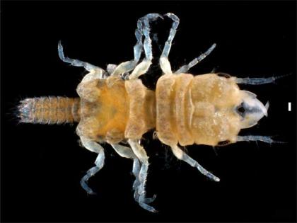 Study discovers new isopod species that feeds on fish | Study discovers new isopod species that feeds on fish