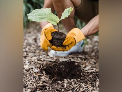 Research enhances understanding of how microorganisms aid plant development | Research enhances understanding of how microorganisms aid plant development