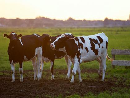 Most milk alternatives lack nutritional benefits of cow's milk: Study | Most milk alternatives lack nutritional benefits of cow's milk: Study