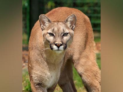 US: 8-year-old injured after being attacked by cougar in Olympic National Park | US: 8-year-old injured after being attacked by cougar in Olympic National Park