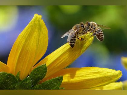 Bees probably originated from ancient supercontinent earlier than suspected: Study | Bees probably originated from ancient supercontinent earlier than suspected: Study Bees probably originated from ancient supercontinent earlier than suspected: Study | Bees probably originated from ancient supercontinent earlier than suspected: Study