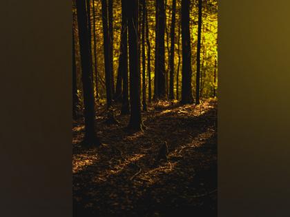 Research reveals secondary forests more sensitive to drought than primary forests | Research reveals secondary forests more sensitive to drought than primary forests Research reveals secondary forests more sensitive to drought than primary forests | Research reveals secondary forests more sensitive to drought than primary forests