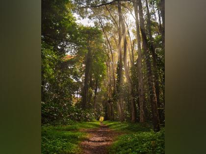 Research reveals tropical trees use social distancing to maintain biodiversity | Research reveals tropical trees use social distancing to maintain biodiversity Research reveals tropical trees use social distancing to maintain biodiversity | Research reveals tropical trees use social distancing to maintain biodiversity