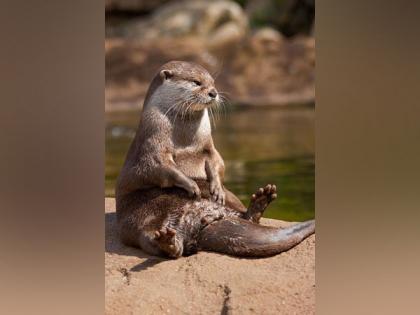 US: 3 women injured in rare otter attack in Montana's Jefferson River | US: 3 women injured in rare otter attack in Montana's Jefferson River
