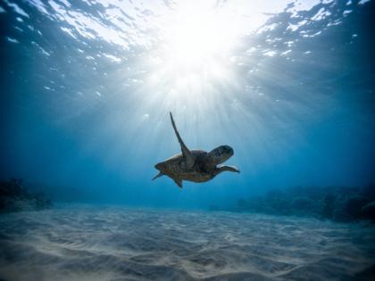 World's oceans set new surface temperature record, scientists fear could rise even further amid climate change | World's oceans set new surface temperature record, scientists fear could rise even further amid climate change World's oceans set new surface temperature record, scientists fear could rise even further amid climate change | World's oceans set new surface temperature record, scientists fear could rise even further amid climate change