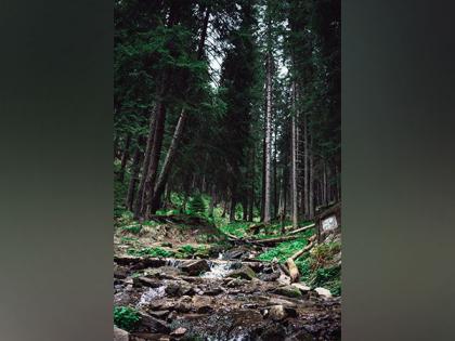 Study shows secondary forests are more drought-sensitive than primary forests | Study shows secondary forests are more drought-sensitive than primary forests