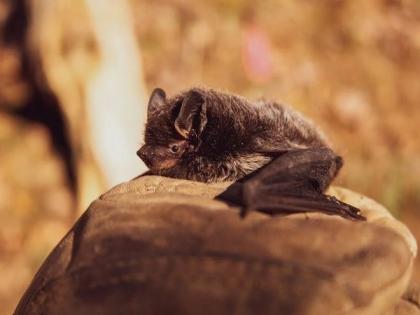 Activity level of bats reduced at solar farm sites: Study | Activity level of bats reduced at solar farm sites: Study Activity level of bats reduced at solar farm sites: Study | Activity level of bats reduced at solar farm sites: Study