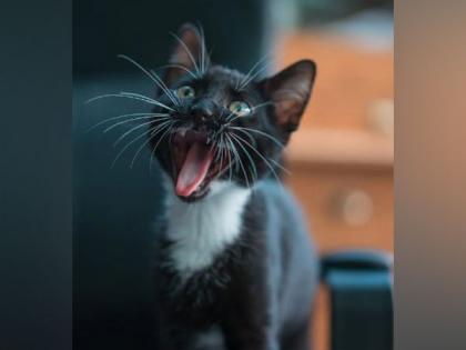 Categorization of cats likely to remain problematic: Study | Categorization of cats likely to remain problematic: Study Categorization of cats likely to remain problematic: Study | Categorization of cats likely to remain problematic: Study