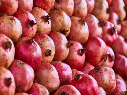APEDA facilitates export of fresh pomegranates to USA by air | APEDA facilitates export of fresh pomegranates to USA by air APEDA facilitates export of fresh pomegranates to USA by air | APEDA facilitates export of fresh pomegranates to USA by air