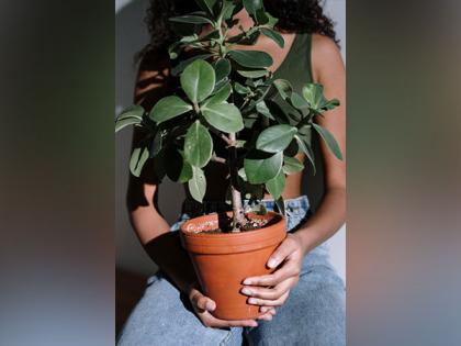 Climate change slows 'global plant water use efficiency': Study | Climate change slows 'global plant water use efficiency': Study Climate change slows 'global plant water use efficiency': Study | Climate change slows 'global plant water use efficiency': Study