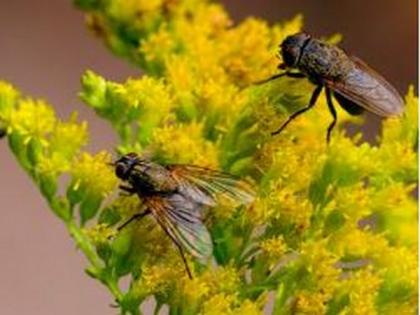 Researchers find method of transforming flies into degradable plastics | Researchers find method of transforming flies into degradable plastics Researchers find method of transforming flies into degradable plastics | Researchers find method of transforming flies into degradable plastics