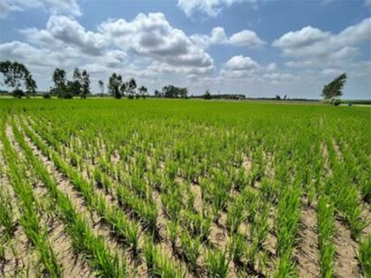 Bayer, GenZero and Shell collaborate to reduce methane emissions in rice cultivation | Bayer, GenZero and Shell collaborate to reduce methane emissions in rice cultivation Bayer, GenZero and Shell collaborate to reduce methane emissions in rice cultivation | Bayer, GenZero and Shell collaborate to reduce methane emissions in rice cultivation
