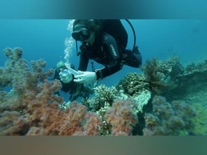 Eilat’s Red Sea coral reefs deteriorating | Eilat’s Red Sea coral reefs deteriorating