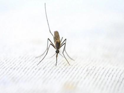 Study finds ‘concerning’ flaw in malaria diagnostics | Study finds ‘concerning’ flaw in malaria diagnostics Study finds ‘concerning’ flaw in malaria diagnostics | Study finds ‘concerning’ flaw in malaria diagnostics