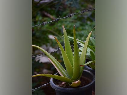 Discarded aloe vera peels could be a sustainable resource: Study | Discarded aloe vera peels could be a sustainable resource: Study Discarded aloe vera peels could be a sustainable resource: Study | Discarded aloe vera peels could be a sustainable resource: Study