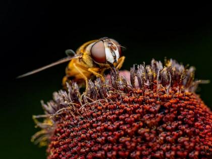 Invasive yellow-legged hornets spotted in US for first time | Invasive yellow-legged hornets spotted in US for first time Invasive yellow-legged hornets spotted in US for first time | Invasive yellow-legged hornets spotted in US for first time