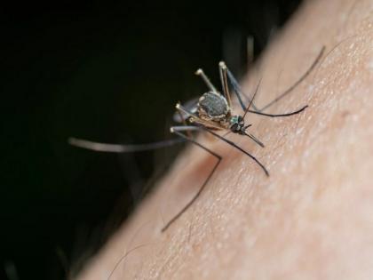 Study uncovers 'concerning' defect in malaria diagnosis | Study uncovers 'concerning' defect in malaria diagnosis Study uncovers 'concerning' defect in malaria diagnosis | Study uncovers 'concerning' defect in malaria diagnosis