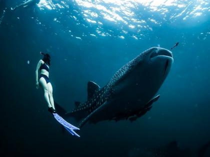 Whale shark health dependent on habitat, nutrition, and right mix of microbes: Study | Whale shark health dependent on habitat, nutrition, and right mix of microbes: Study Whale shark health dependent on habitat, nutrition, and right mix of microbes: Study | Whale shark health dependent on habitat, nutrition, and right mix of microbes: Study