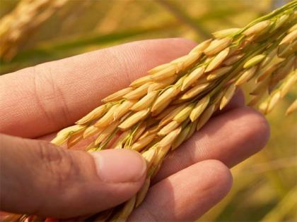 Centre plans to procure 521 lakh tonne Kharif rice | Centre plans to procure 521 lakh tonne Kharif rice