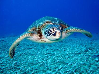 Sri Lanka: Dead turtles found on shoreline after suspected underwater explosion | Sri Lanka: Dead turtles found on shoreline after suspected underwater explosion