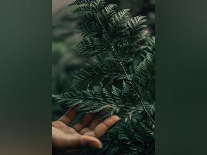 Study reveals how plants pass down genetic memories | Study reveals how plants pass down genetic memories Study reveals how plants pass down genetic memories | Study reveals how plants pass down genetic memories