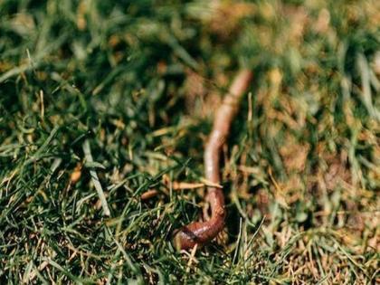 Doctors remove 3-inch long live parasitic worm from Australian woman’s brain | Doctors remove 3-inch long live parasitic worm from Australian woman’s brain Doctors remove 3-inch long live parasitic worm from Australian woman’s brain | Doctors remove 3-inch long live parasitic worm from Australian woman’s brain
