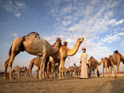 Under UAE President's patronage, Al Dhafra Festival kicks off October 21 | Under UAE President's patronage, Al Dhafra Festival kicks off October 21