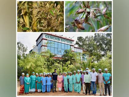 Genewin Biotech's Bamboo Plants Prove Resilient Amidst Widespread Flowering Crisis | Genewin Biotech's Bamboo Plants Prove Resilient Amidst Widespread Flowering Crisis Genewin Biotech's Bamboo Plants Prove Resilient Amidst Widespread Flowering Crisis | Genewin Biotech's Bamboo Plants Prove Resilient Amidst Widespread Flowering Crisis