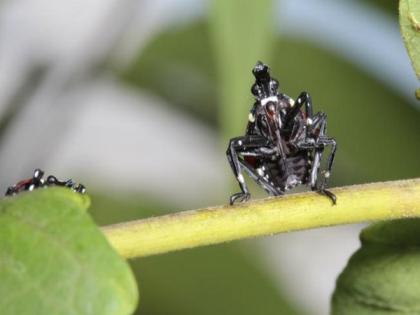 Invasive spotted lanternfly may not harm hardwood trees: Study | Invasive spotted lanternfly may not harm hardwood trees: Study Invasive spotted lanternfly may not harm hardwood trees: Study | Invasive spotted lanternfly may not harm hardwood trees: Study