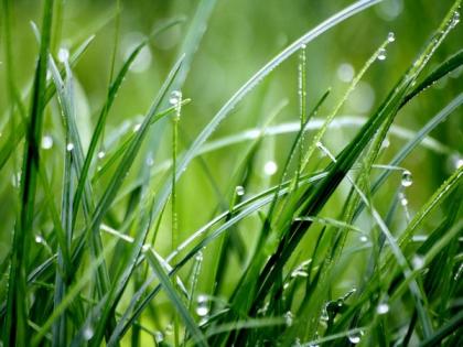 Study sheds light on role of grasses in climate change control | Study sheds light on role of grasses in climate change control Study sheds light on role of grasses in climate change control | Study sheds light on role of grasses in climate change control
