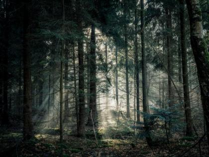 Study reveals how trees influence cloud formation | Study reveals how trees influence cloud formation Study reveals how trees influence cloud formation | Study reveals how trees influence cloud formation