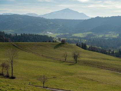 Study highlights significance of grasses in preventing climate change | Study highlights significance of grasses in preventing climate change Study highlights significance of grasses in preventing climate change | Study highlights significance of grasses in preventing climate change