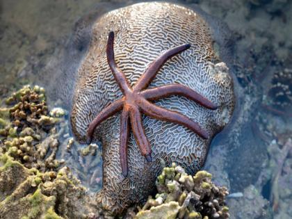 Scientists detect sea star hybridization in North Atlantic Ocean | Scientists detect sea star hybridization in North Atlantic Ocean Scientists detect sea star hybridization in North Atlantic Ocean | Scientists detect sea star hybridization in North Atlantic Ocean