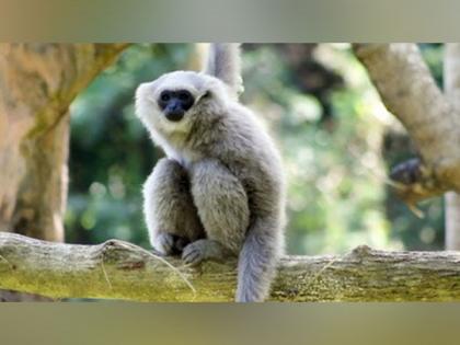 Bali Safari's Conservation Efforts: Saving the Javan Gibbon Species with BKSDA | Bali Safari's Conservation Efforts: Saving the Javan Gibbon Species with BKSDA Bali Safari's Conservation Efforts: Saving the Javan Gibbon Species with BKSDA | Bali Safari's Conservation Efforts: Saving the Javan Gibbon Species with BKSDA