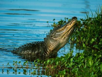 Authorities in southern China launch operation to recapture 70 crocodiles set loose by heavy flooding | Authorities in southern China launch operation to recapture 70 crocodiles set loose by heavy flooding