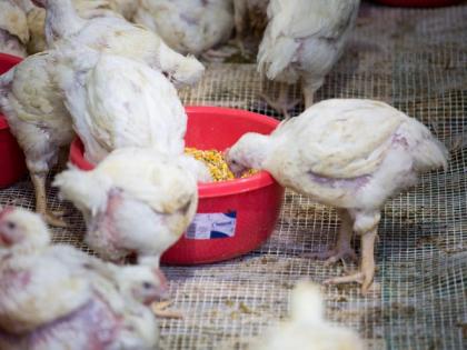 Israeli startup’s lab-grown chicken gets certified by largest US kosher agency | Israeli startup’s lab-grown chicken gets certified by largest US kosher agency