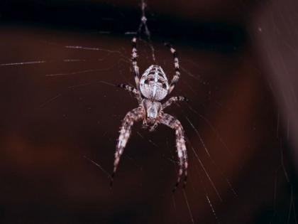 Some spiders may transfer mercury contamination to land animals: Study | Some spiders may transfer mercury contamination to land animals: Study Some spiders may transfer mercury contamination to land animals: Study | Some spiders may transfer mercury contamination to land animals: Study