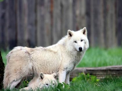Wolves, dogs appear to remember where people hid food: Research | Wolves, dogs appear to remember where people hid food: Research Wolves, dogs appear to remember where people hid food: Research | Wolves, dogs appear to remember where people hid food: Research