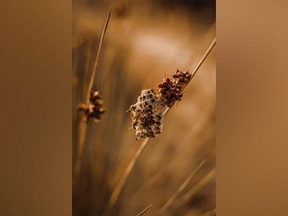 Wild bees' development, health are hampered by lack of maternal care: Study | Wild bees' development, health are hampered by lack of maternal care: Study Wild bees' development, health are hampered by lack of maternal care: Study | Wild bees' development, health are hampered by lack of maternal care: Study
