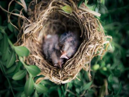 Ground-nesting birds design their nests to hide from predators: Study | Ground-nesting birds design their nests to hide from predators: Study Ground-nesting birds design their nests to hide from predators: Study | Ground-nesting birds design their nests to hide from predators: Study