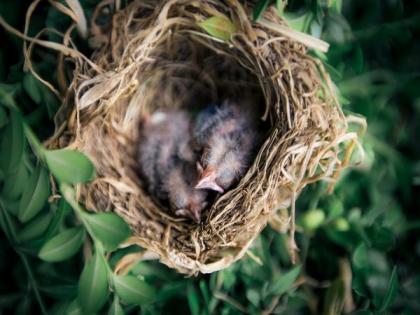 Ground-nesting birds build their nests to protect themselves from predators: Study | Ground-nesting birds build their nests to protect themselves from predators: Study Ground-nesting birds build their nests to protect themselves from predators: Study | Ground-nesting birds build their nests to protect themselves from predators: Study